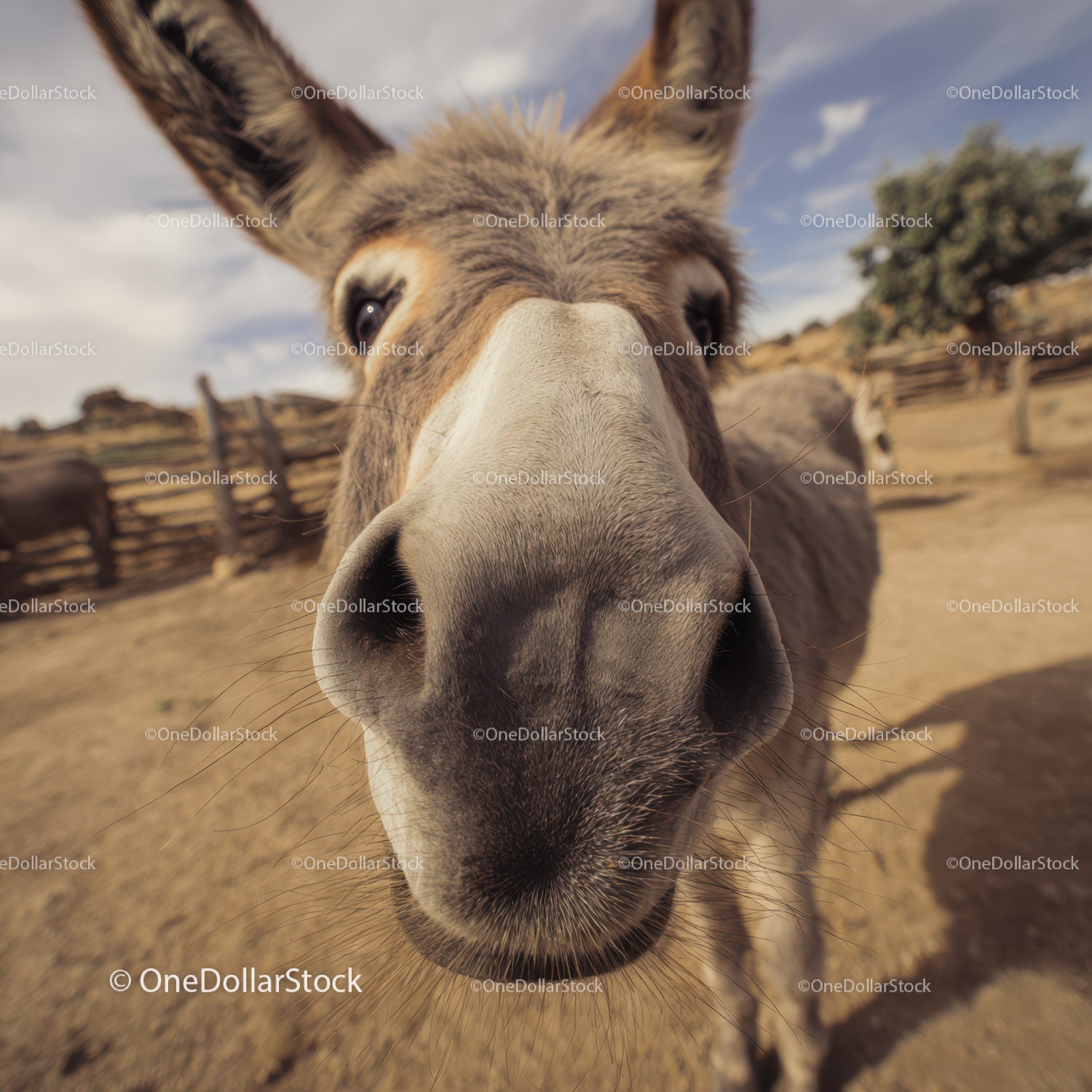 Close-Up of Donkey Face in Rural Farm Setting