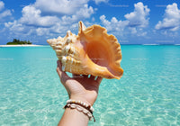 Large Tropical Seashell in Hand on Beautiful Beach Against Blue Sky