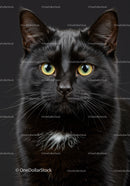 Close-up of black cat with striking yellow eyes