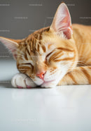 Close up of ginger cat peacefully sleeping on white surface