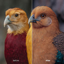 Retro Color Fade Night Presets (10 XMP files)