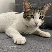 Relaxed tabby and white cat lying on gray sofa
