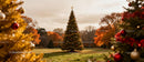 Outdoor Christmas Tree with Winter Landscape and Decorations