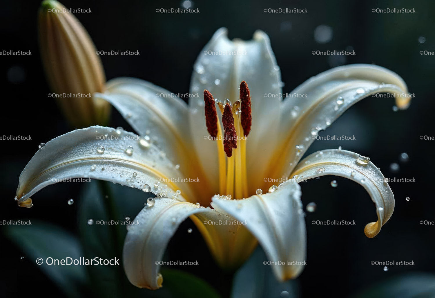 White Lily with Water Droplets in Close-Up Macro Style
