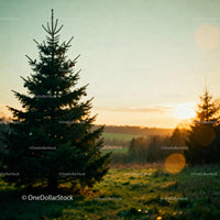 Decorated Christmas tree glowing at golden sunset
