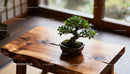 Small Bonsai Tree on Rustic Wooden Table near Window