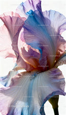 Delicate close up of pastel iris flower petals