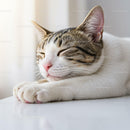 Peaceful cat sleeping on white surface in soft light