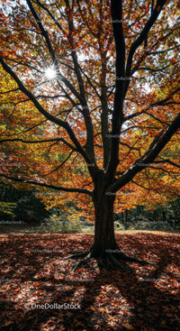 Sunlight filtering through vibrant autumn tree canopy