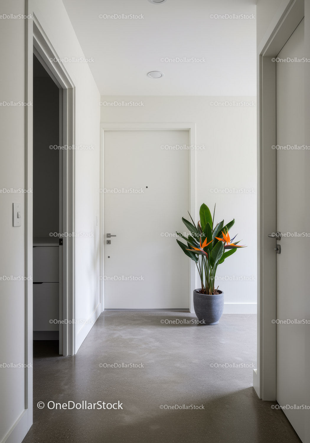 Minimalist Hallway with Potted Monstera Plant in Neutral Home Interior