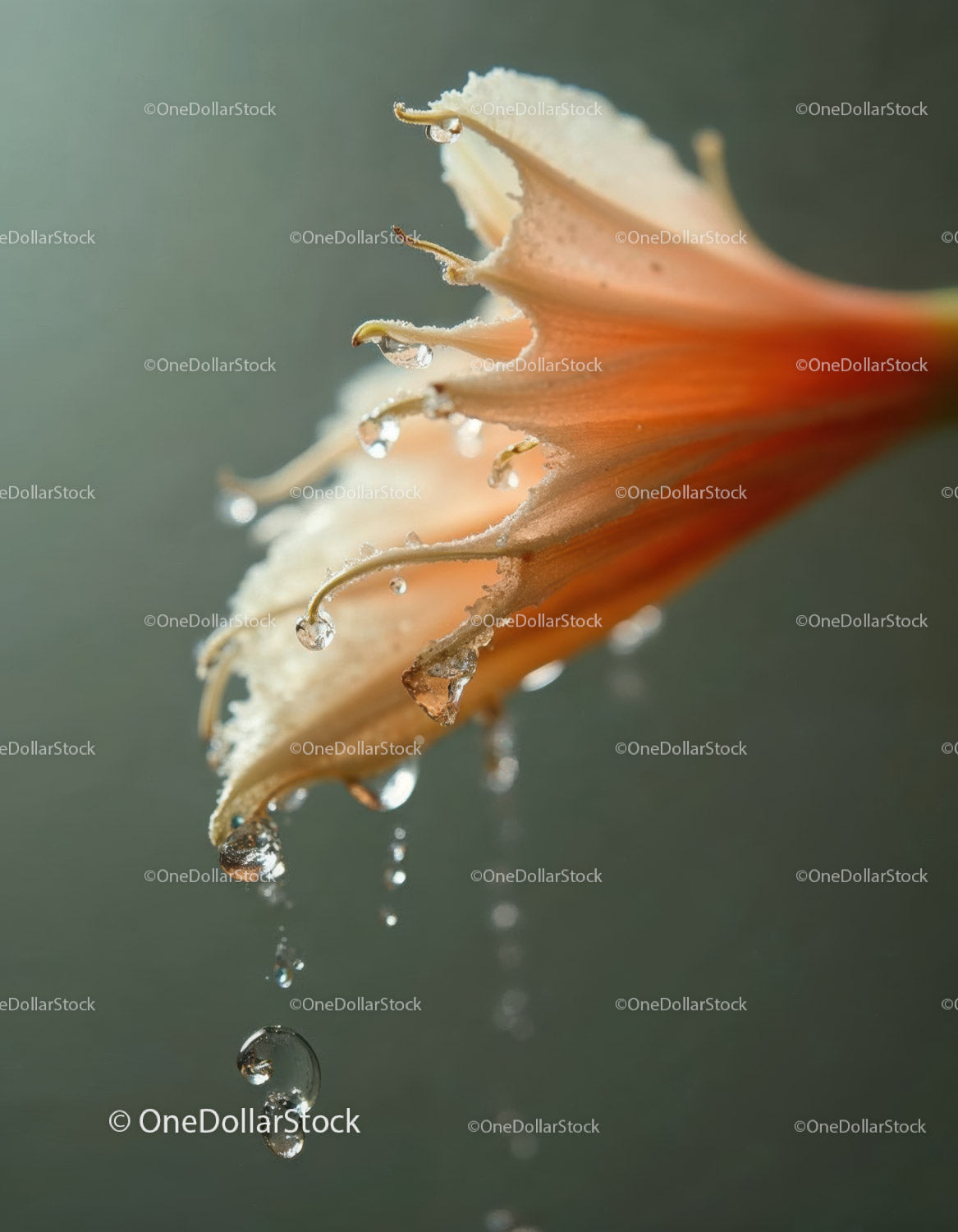 Close-Up of Orange Flower Petals with Dew Drops Macro Photography