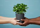 Hands of diverse people holding green potted plant together