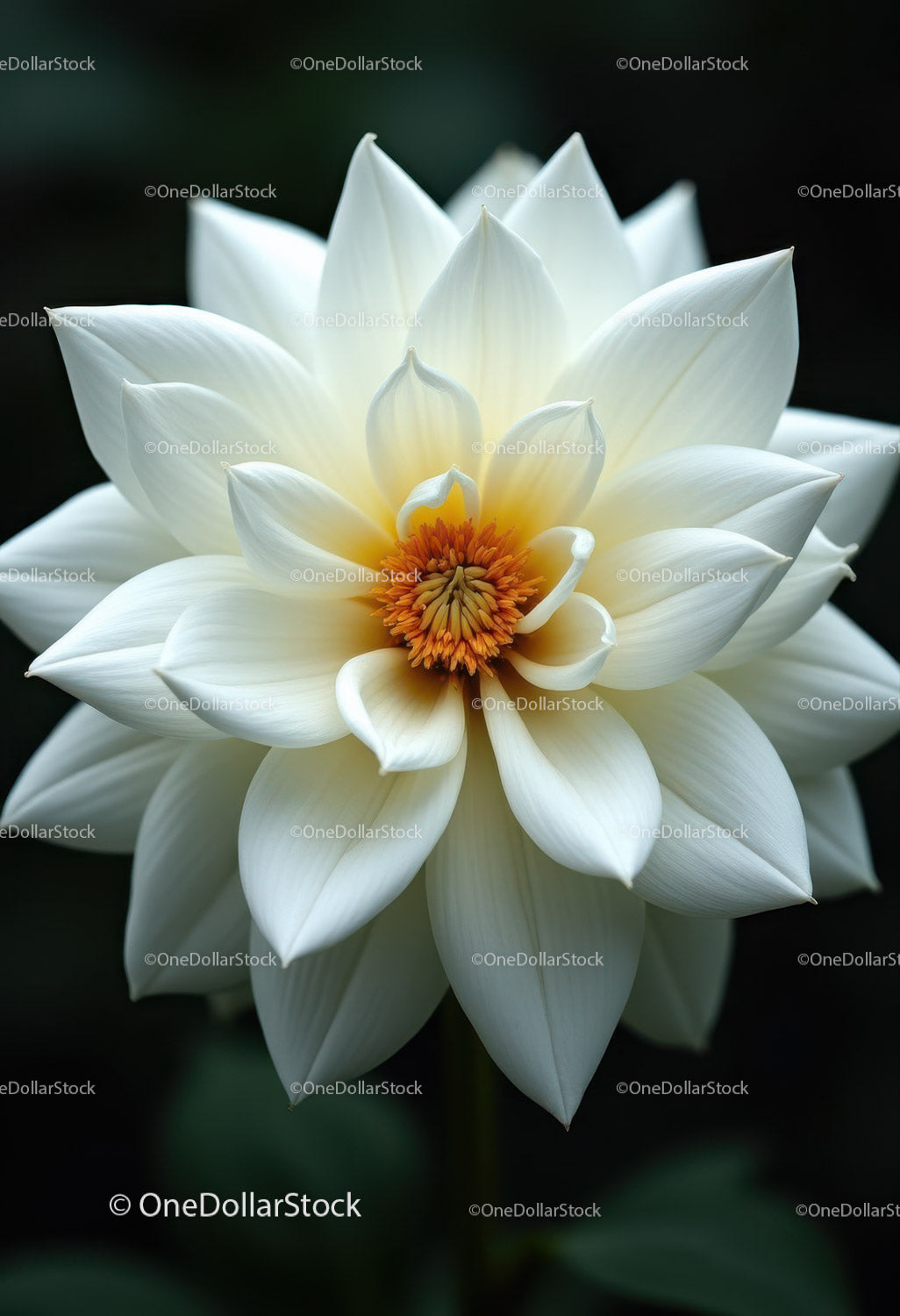 Elegant White Lotus Flower in Bloom with Vibrant Center