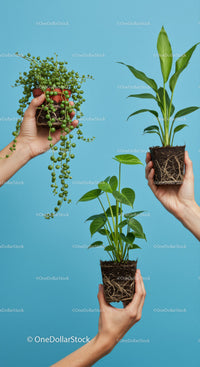 Hands holding three small green houseplants with soil