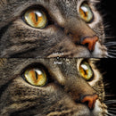 Shadowy Portrait XMP presets color grading preview