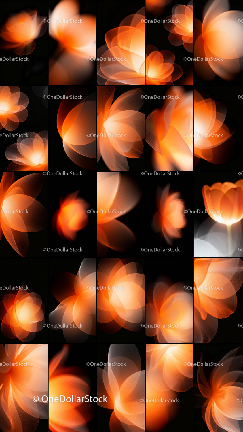 Fire Inflorescence Photo Overlays preview 5