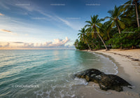 Tropical Beach with Palm Trees and Clear Ocean Water