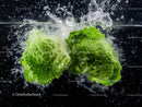 Fresh Romaine Lettuce With Water Splash Isolated on Black Background