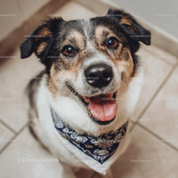 Happy Dog Portrait with Friendly Expression and Bright Eyes