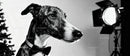 Elegant greyhound wearing bow tie near studio light