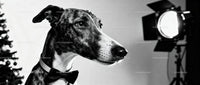 Elegant greyhound wearing bow tie near studio light