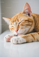 Peaceful ginger cat sleeping on white surface