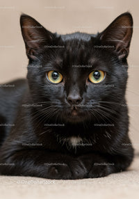 Close up of calm black cat with yellow eyes