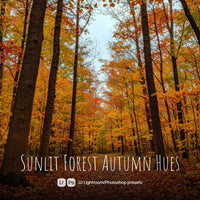 Sunlit Forest Autumn Hues Lightroom presets cover preview