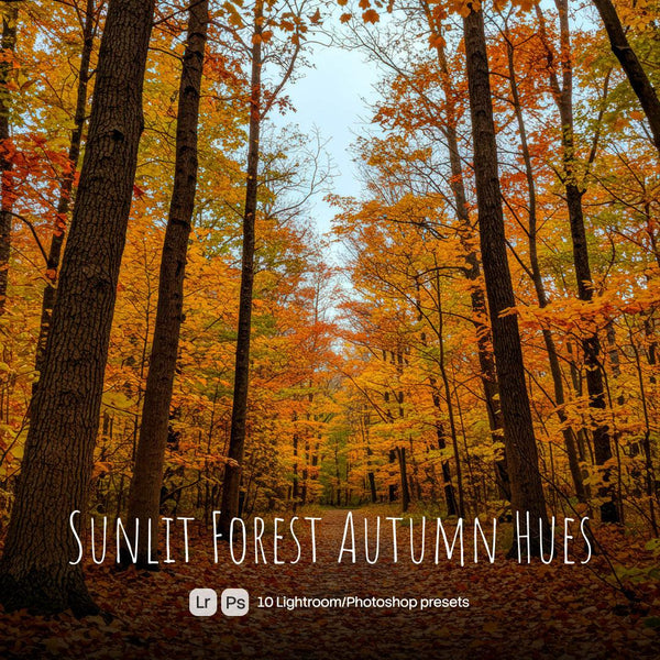 Sunlit Forest Autumn Hues Presets (10 XMP files)
