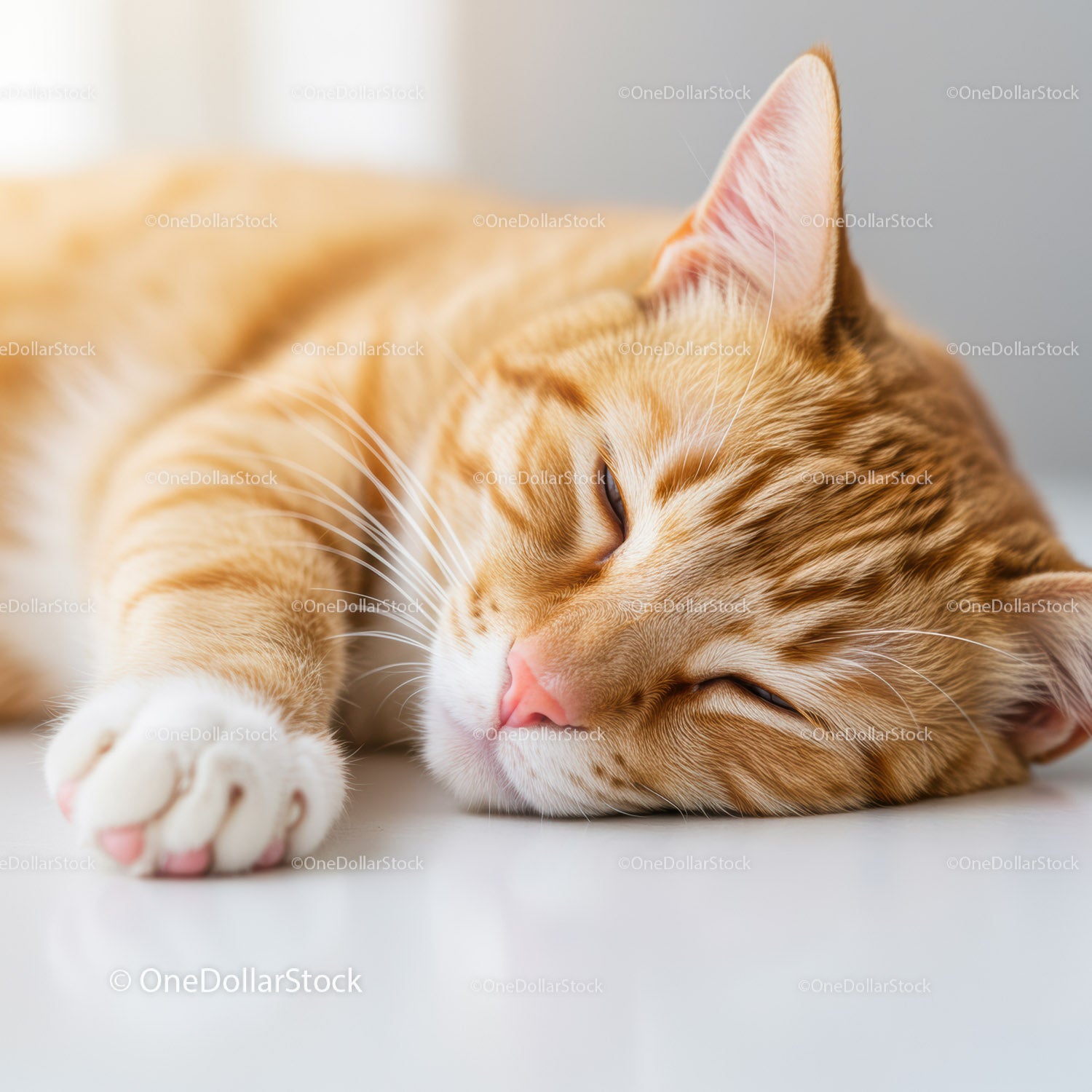 Close up of a peaceful orange tabby cat sleeping