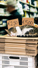 Resting cat on cardboard stack with price signs
