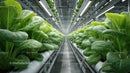 Indoor Hydroponic Lettuce Farm in a Modern Controlled Environment