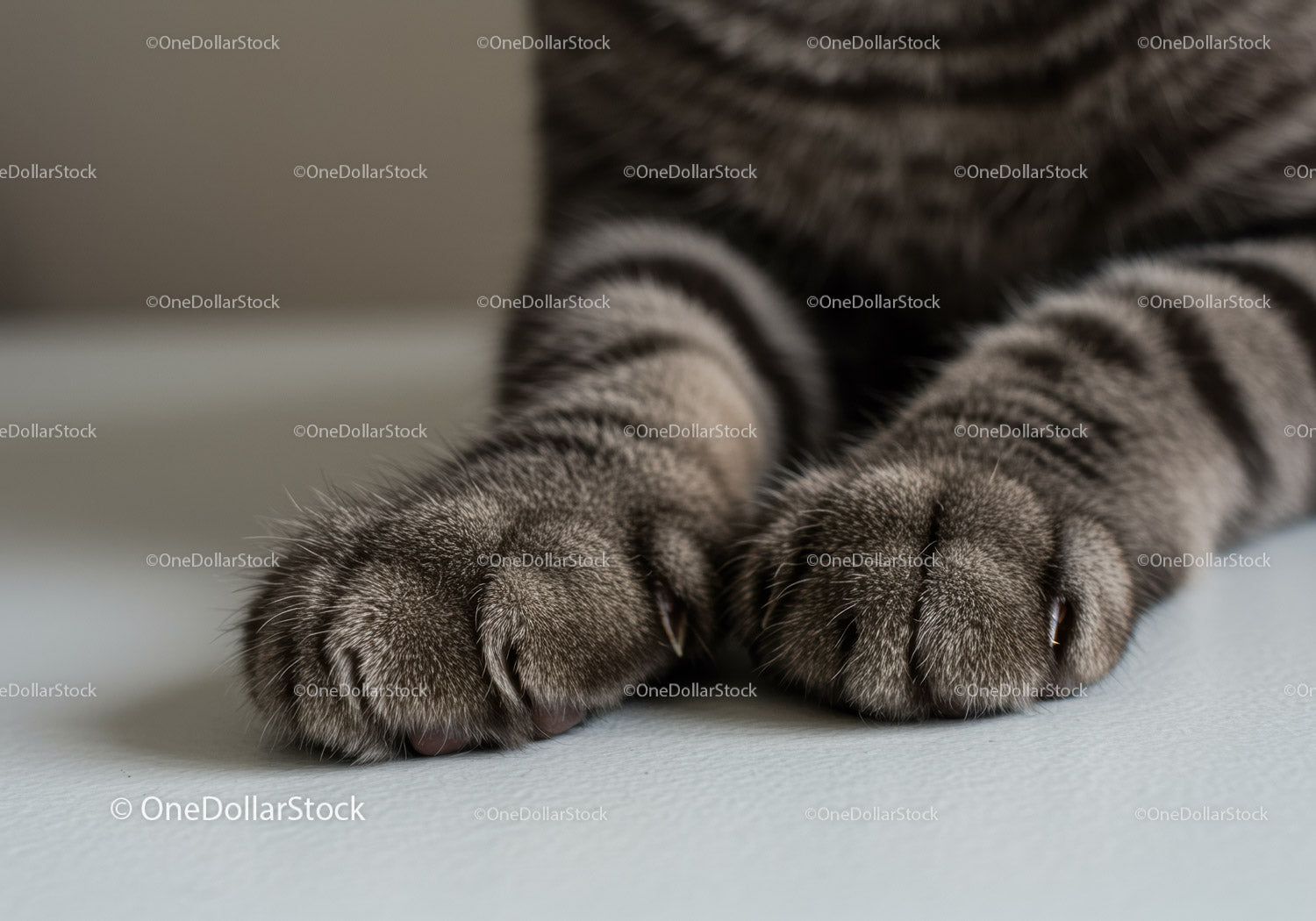 Close up of relaxed tabby cat paws on soft surface