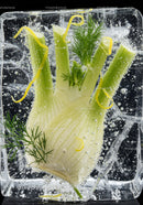 Fresh fennel bulb with lemon zest in sparkling ice cube