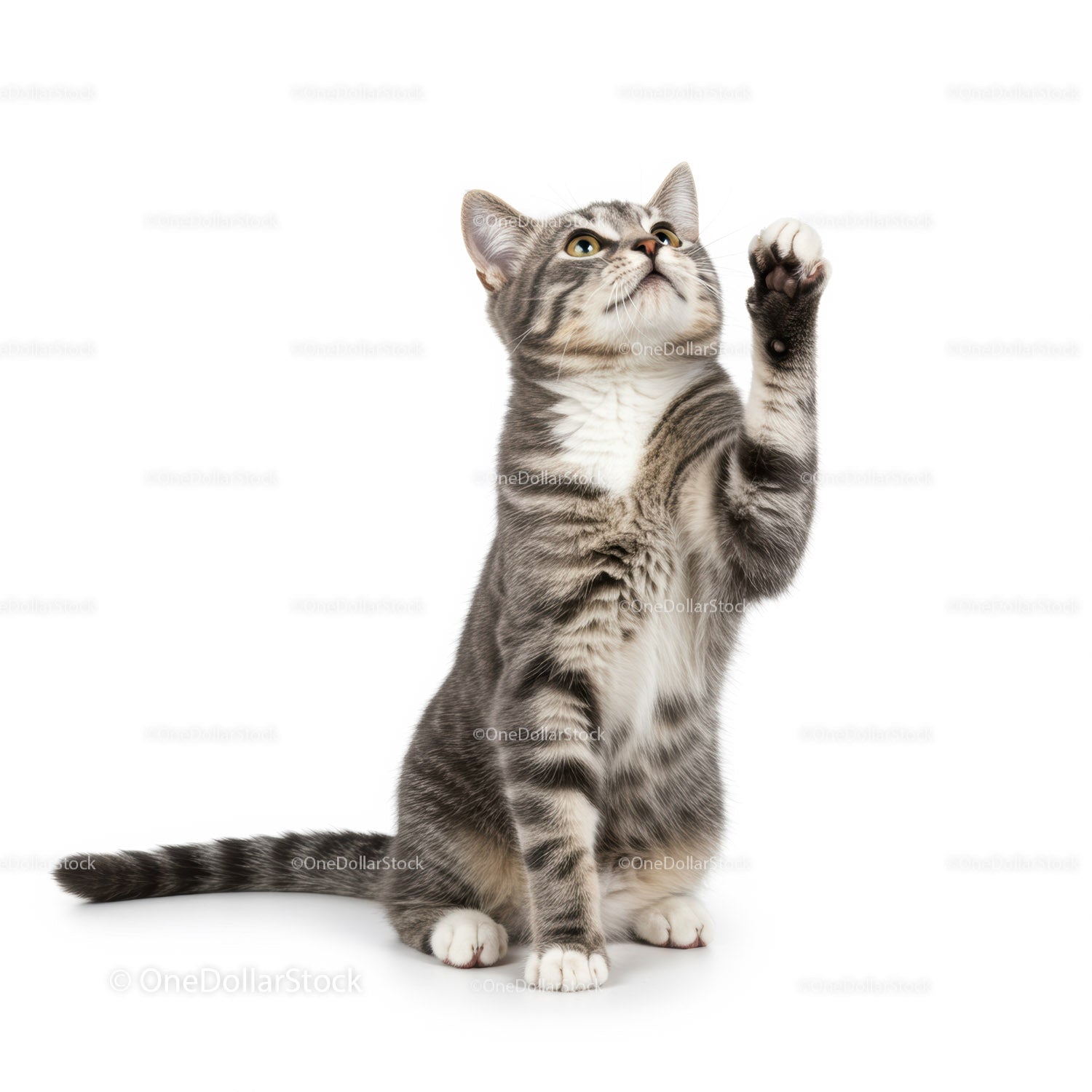 Gray tabby cat with white paws reaching upward