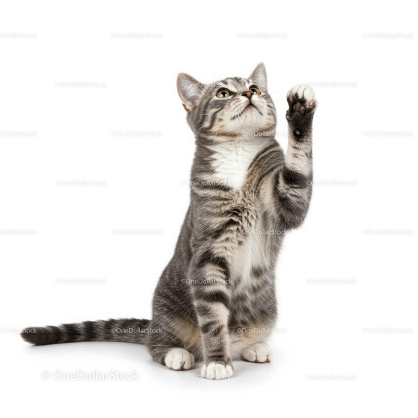 Gray tabby cat with white paws reaching upward