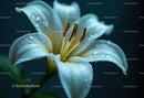 Close-up of White Lily Flower with Dewdrops in Bloom