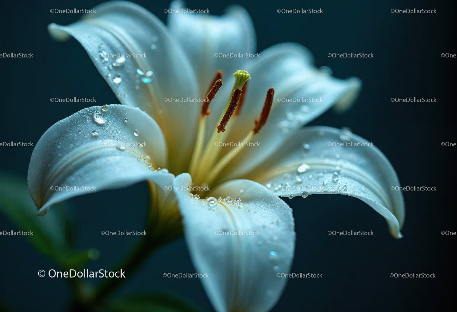 Close-up of White Lily Flower with Dewdrops in Bloom