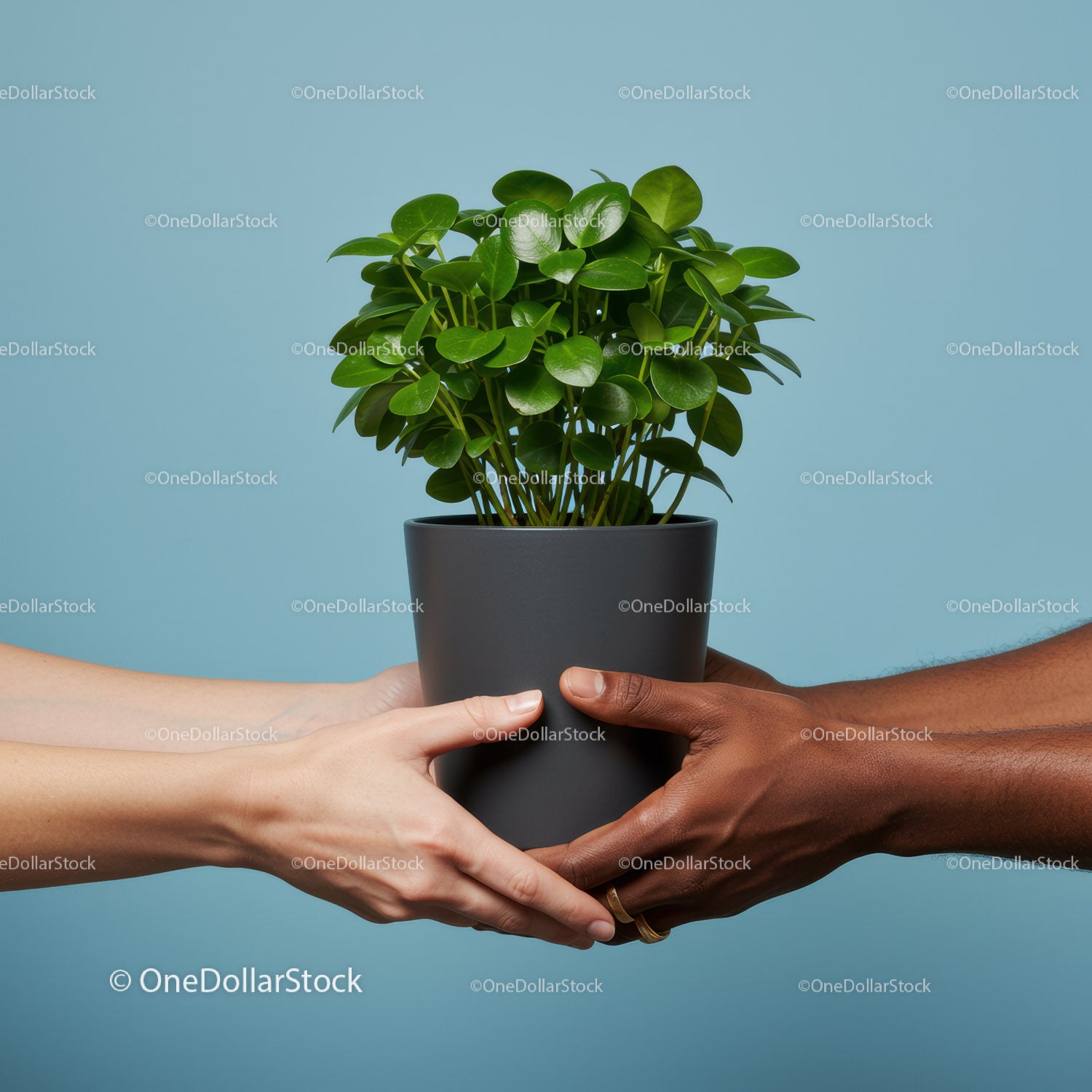 Two hands exchanging green potted plant on blue background