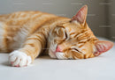 Sleeping ginger cat resting peacefully on soft surface