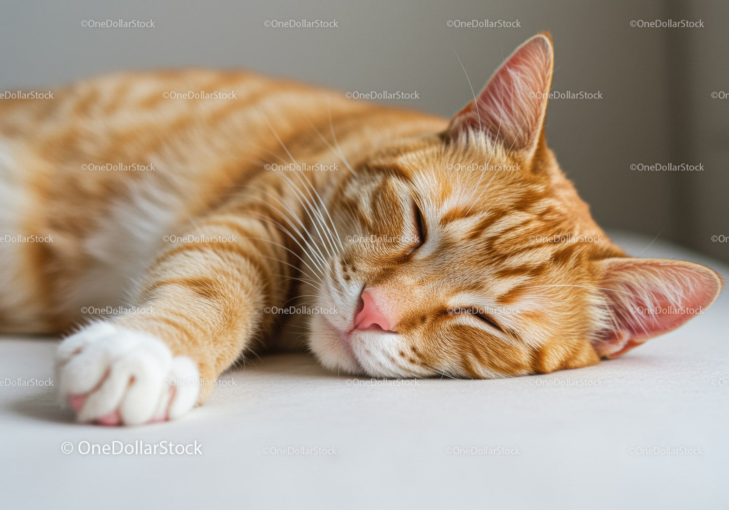Sleeping ginger cat resting peacefully on soft surface