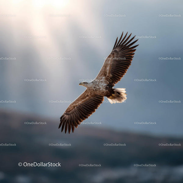 Eagle in Flight Over Cloudy Sky with Spread Wings
