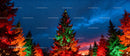 Illuminated Christmas trees glowing at dusk in forest