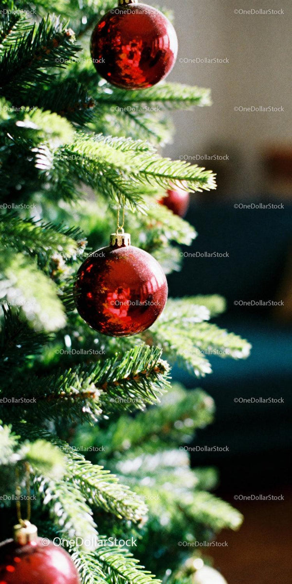 Close-up of Red Baubles Hanging on Christmas Tree