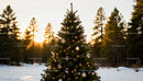 Decorated Christmas Tree in Snowy Forest at Sunset