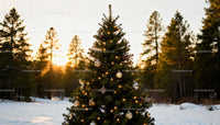 Decorated Christmas Tree in Snowy Forest at Sunset
