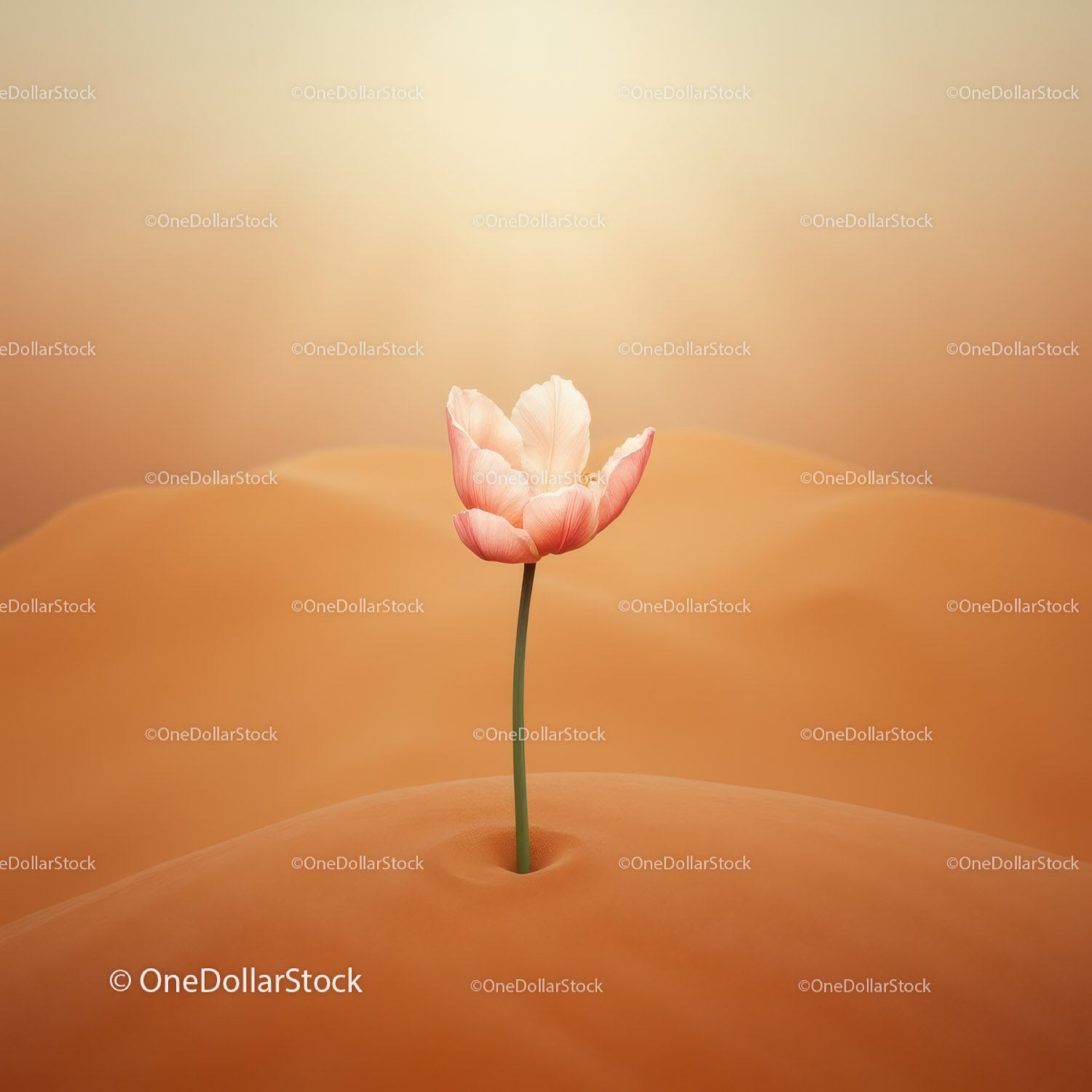 Delicate pink tulip growing from soft sand dunes
