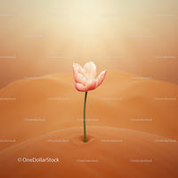 Delicate pink tulip growing from soft sand dunes