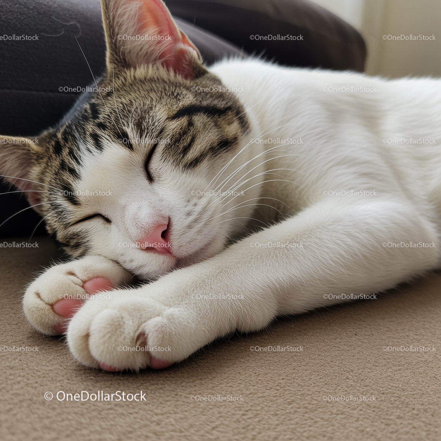 Close-up of a peaceful sleeping tabby cat