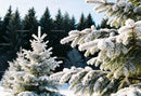 Frosted Pine Tree Branches in Winter Forest Landscape